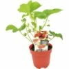 FLORASELF Aardbei Fragaria X Ananassa Elsanta Potmaat Ø 13,0 Cm H 5-15 Cm -FLORASELF Verkoop DV 8 10035614 01 4c NL 20200227141659