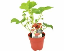 FLORASELF Aardbei Fragaria X Ananassa Elsanta Potmaat Ø 13,0 Cm H 5-15 Cm