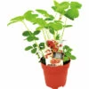 FLORASELF Aardbei Fragaria X Ananassa Ostara Potmaat Ø 13,0 Cm H 5-15 Cm -FLORASELF Verkoop DV 8 10035615 01 4c NL 20210317164658