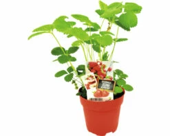 FLORASELF Aardbei Fragaria X Ananassa Ostara Potmaat Ø 13,0 Cm H 5-15 Cm