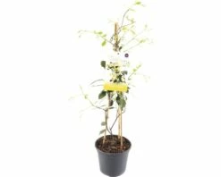 FLORASELF® Gele Sterjasmijn Trachelospermum Jasminoides 'Star Of Toscane'® Potmaat Ø 17 Cm
