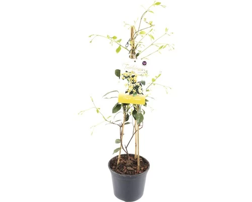 FLORASELF® Gele Sterjasmijn Trachelospermum Jasminoides 'Star Of Toscane'® Potmaat Ø 17 Cm 3 FLORASELF® Gele Sterjasmijn Trachelospermum Jasminoides 'Star Of Toscane'® Potmaat Ø 17 Cm
