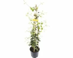 FLORASELF® Gele Sterjasmijn Trachelospermum Jasminoides 'Star Of Toscane'® Potmaat Ø 19 Cm