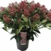 FloraSelf Skimmia Skimmia Japonica 'Rubella' Potmaat Ø 19 Cm H 20-30 Cm -FLORASELF Verkoop DV 8 10040222 01 4c DE 20190409194756
