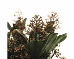FloraSelf Skimmia Skimmia Japonica 'Rubella' Potmaat Ø 19 Cm H 20-30 Cm -FLORASELF Verkoop DV 8 10040222 02 4c NL 20221207180715