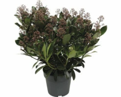 FloraSelf Skimmia Skimmia Japonica 'Rubella' Potmaat Ø 19 Cm H 20-30 Cm -FLORASELF Verkoop DV 8 10040222 03 4c NL 20221208114658