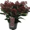 FloraSelf Skimmia Skimmia Japonica 'Rubella' Potmaat Ø 15 Cm H 15-20 Cm -FLORASELF Verkoop DV 8 10040235 01 4c DE 20190409194756