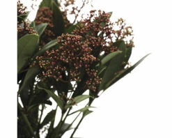 FloraSelf Skimmia Skimmia Japonica 'Rubella' Potmaat Ø 15 Cm H 15-20 Cm -FLORASELF Verkoop DV 8 10040235 02 4c NL 20221207180752