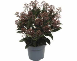 FloraSelf Skimmia Skimmia Japonica 'Rubella' Potmaat Ø 15 Cm H 15-20 Cm -FLORASELF Verkoop DV 8 10040235 03 4c NL 20221208114758