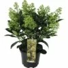 FloraSelf Skimmia Skimmia Japonica 'Finchy' Potmaat Ø 15 Cm H 15-20 Cm -FLORASELF Verkoop DV 8 10040236 01 4c DE 20190409194756