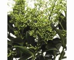 FloraSelf Skimmia Skimmia Japonica 'Finchy' Potmaat Ø 15 Cm H 15-20 Cm -FLORASELF Verkoop DV 8 10040236 02 4c NL 20221207180832
