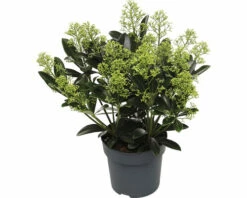 FloraSelf Skimmia Skimmia Japonica 'Finchy' Potmaat Ø 15 Cm H 15-20 Cm -FLORASELF Verkoop DV 8 10040236 03 4c NL 20221208114758