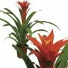 FLORASELF Bromelia Guzmania Orangeade Ø12 Cm H50 Cm