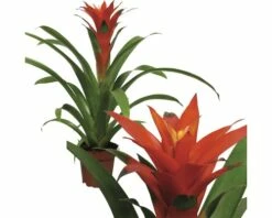 FLORASELF Bromelia Guzmania Orangeade Ø12 Cm H50 Cm