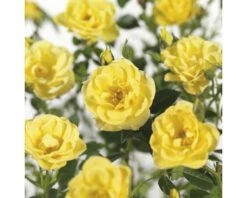 FLORASELF® Struikroos Rosa ‘Dolly Dot’® Geel