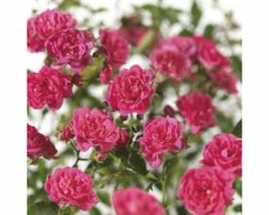 FLORASELF® Struikroos Rosa ‘Lovely Fairy’® Roze