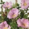 FLORASELF® Struikroos Rugosa ‘Dagmar Hastrup’® Roze -FLORASELF Verkoop DV 8 10065409 01 4c NL 20190423111656