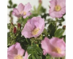 FLORASELF® Struikroos Rugosa ‘Dagmar Hastrup’® Roze