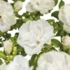 FLORASELF® Struikroos Rugosa ‘Blanc Double De Coubert’ Wit -FLORASELF Verkoop DV 8 10065410 01 4c NL 20190423111656