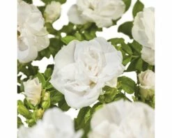 FLORASELF® Struikroos Rugosa ‘Blanc Double De Coubert’ Wit
