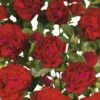 FLORASELF® Struikroos Rugosa ‘Hansaland’® Rood -FLORASELF Verkoop DV 8 10065411 01 4c NL 20190423111656