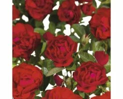 FLORASELF® Struikroos Rugosa ‘Hansaland’® Rood