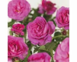 FLORASELF® Struikroos Rugosa ‘Rotes Meer’® Rood