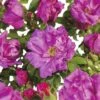 FLORASELF® Struikroos Rugosa ‘Zwerg’ Roze/violet -FLORASELF Verkoop DV 8 10065414 01 4c NL 20190423111756