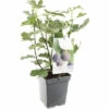 FLORASELF Fijg Ficus Carica 'Brown Turkey' Potmaat Ø 18 Cm H 25 Cm -FLORASELF Verkoop DV 8 10066458 01 4c NL 20220508214659