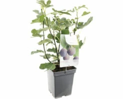 FLORASELF Fijg Ficus Carica 'Brown Turkey' Potmaat Ø 18 Cm H 25 Cm
