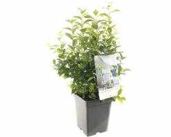 FLORASELF Blauwe Bes Vaccinium Cor, 'Aino' Potmaat Ø 18 Cm H 25 Cm