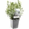 FLORASELF Blauwe Bes Vaccinium Cor, 'Alvar' Potmaat Ø 18 Cm H 25 Cm -FLORASELF Verkoop DV 8 10066460 01 4c NL 20220508214659