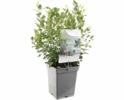 FLORASELF Blauwe Bes Vaccinium Cor, 'Alvar' Potmaat Ø 18 Cm H 25 Cm