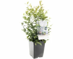 FLORASELF Blauwe Bes Vaccinium Cor, 'Arto' Potmaat Ø 18 Cm H 25 Cm