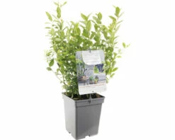 FLORASELF Blauwe Bes Vaccinium Cor, 'Jorma' Potmaat Ø 18 Cm H 25 Cm