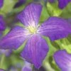 FLORASELF Bosrank Clematis-Cultivars 'So Many® Purple Flowers PBR' Potmaat Ø 16,0 Cm H 80-90 Cm -FLORASELF Verkoop DV 8 10072913 02 4c DE 20190504211655