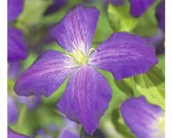 FLORASELF Bosrank Clematis-Cultivars 'So Many® Purple Flowers PBR' Potmaat Ø 16,0 Cm H 80-90 Cm