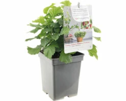 FLORASELF Framboos Rubus Idaeus 'Sweet Sunshine' Potmaat Ø 18 Cm H 25 Cm