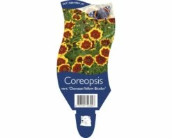 FLORASELF Meisjesogen Coreopsis Verticillata Ø 11 Cm