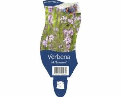 FLORASELF Ijzerhard Verbena Officinalis Ø 11 Cm