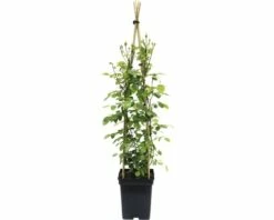 FLORASELF® Klimroos Rosa 'New Dawn' Potmaat Ø 18 Cm