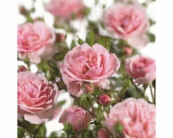 FLORASELF Struikroos Rosa 'Bonica' Potmaat Ø 18 Cm H 20-30 Cm