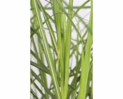 FLORASELF Prachtriet Miscanthus Sinensis 'Ferner Osten' Potmaat Ø 19 Cm H 10-80 Cm -FLORASELF Verkoop DV 8 10102045 01 4c DE 20210325144659
