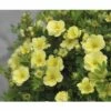 FLORASELF Ganzerik Potentilla Fruticosa "Lemon Meringue"® Potmaat Ø 21 Cm H 30-40 Cm -FLORASELF Verkoop DV 8 10117025 02 4c DE 20200309161756