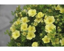 FLORASELF Ganzerik Potentilla Fruticosa "Lemon Meringue"® Potmaat Ø 21 Cm H 30-40 Cm