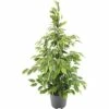 FLORASELF Treurvijg Ficus Anastacia Ø21 Cm H80-100 Cm -FLORASELF Verkoop DV 8 10132959 02 4c DE 20190801201659