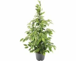 FLORASELF Treurvijg Ficus Anastacia Ø21 Cm H80-100 Cm