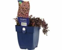 FLORASELF Stekelnootje Acaena Inermis Potmaat Ø 11,0 Cm H 5-10 Cm