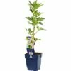 FLORASELF Monnikskap Aconitum Carmichaelii 'Cloudy' Ø 11 Cm -FLORASELF Verkoop DV 8 10167830 01 4c DE 20200704221656