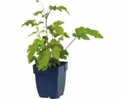 FLORASELF Herfstanemoon Anemone Hybriden Ø 11 Cm -FLORASELF Verkoop DV 8 10167836 01 4c DE 20191216051752